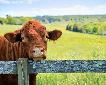 Brookhaven * Kilteely